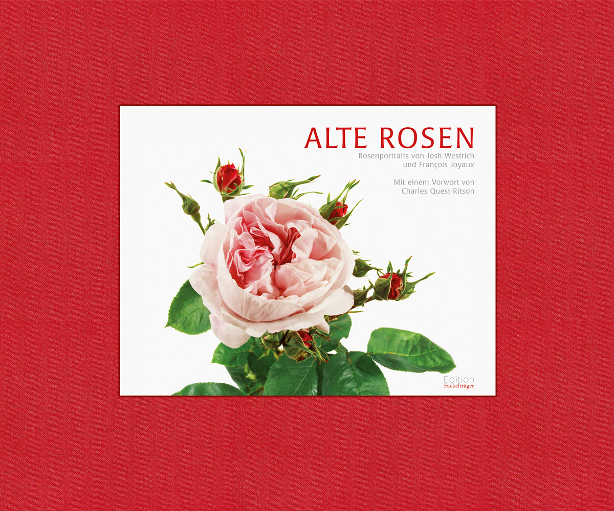 Alte Rosen